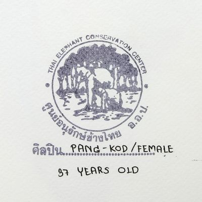 Alternate image for Elephant Art Painting with Colorful Lines from Thailand Fun Run