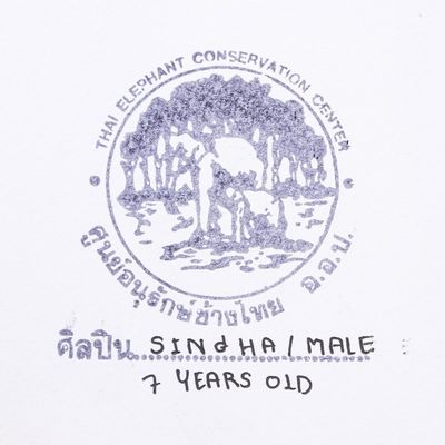 Alternate image for Colorful Acrylic Abstract Painting by Young Elephant Artist Jungle Festive II