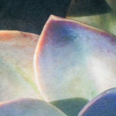 Alternate image for Handkerchief with Printed Succulent Photograph Succulent Paradise