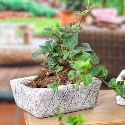 Alternate image for Striped Rectangular Reclaimed Stone Flower Pot from Mexico Striped Gardener