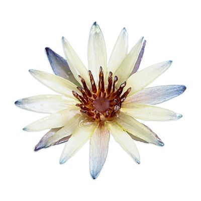 Alternate image for Blue and Ivory Natural Waterlily Flower Resin Brooch Pin Serene Rebirth