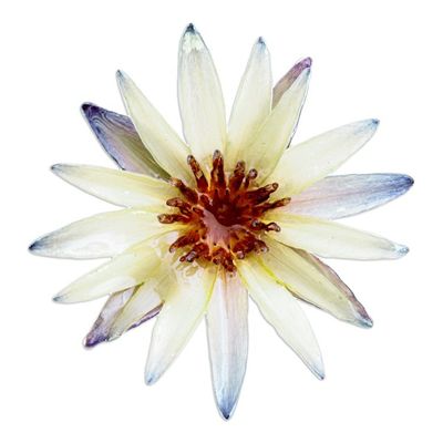 Alternate image for Blue and Ivory Natural Waterlily Flower Resin Brooch Pin Serene Rebirth