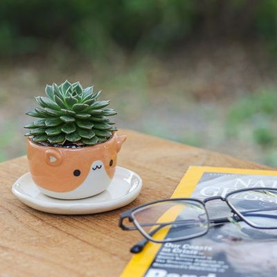 Alternate image for Cat-Themed Ivory Orange Ceramic Mini Flower Pot with Saucer Kitty Joy