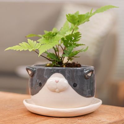 Alternate image for Handcrafted Tuxedo Cat-Themed Ceramic Flower Pot and Saucer Tuxedo Blossoming
