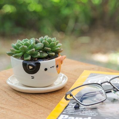 Alternate image for Ivory Orange Black Ceramic Cat Mini Flower Pot with Saucer Kitty Fascination