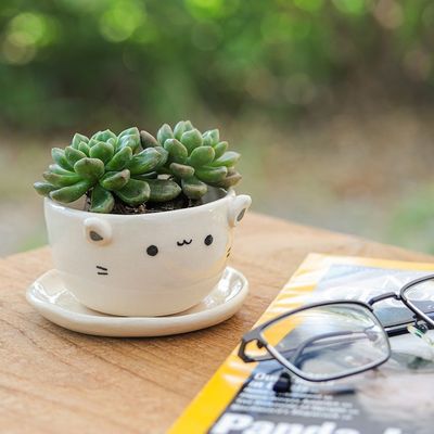 Alternate image for Handcrafted Ivory Ceramic Cat Mini Flower Pot with Saucer Kitty Grace