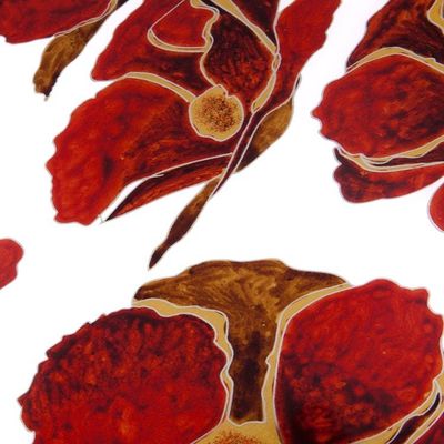 Alternate image for Reverse Painted Glass Tray with Poppy Motifs from Peru Gleaming Poppies in White