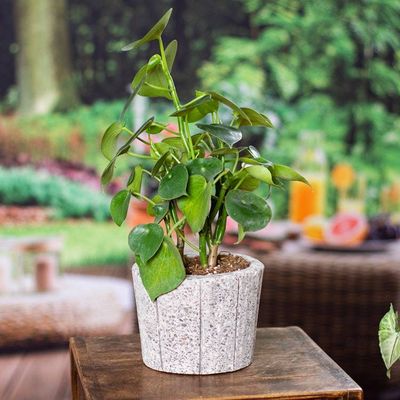 Alternate image for Striped Reclaimed Stone Flower Pot from Mexico Plant Barrel